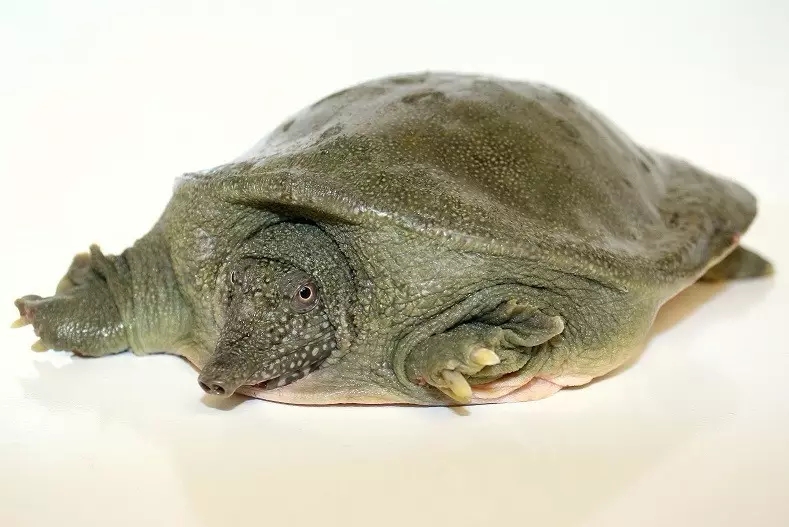 家庭小甲鱼养殖新手入门,家庭养小甲鱼视频教程