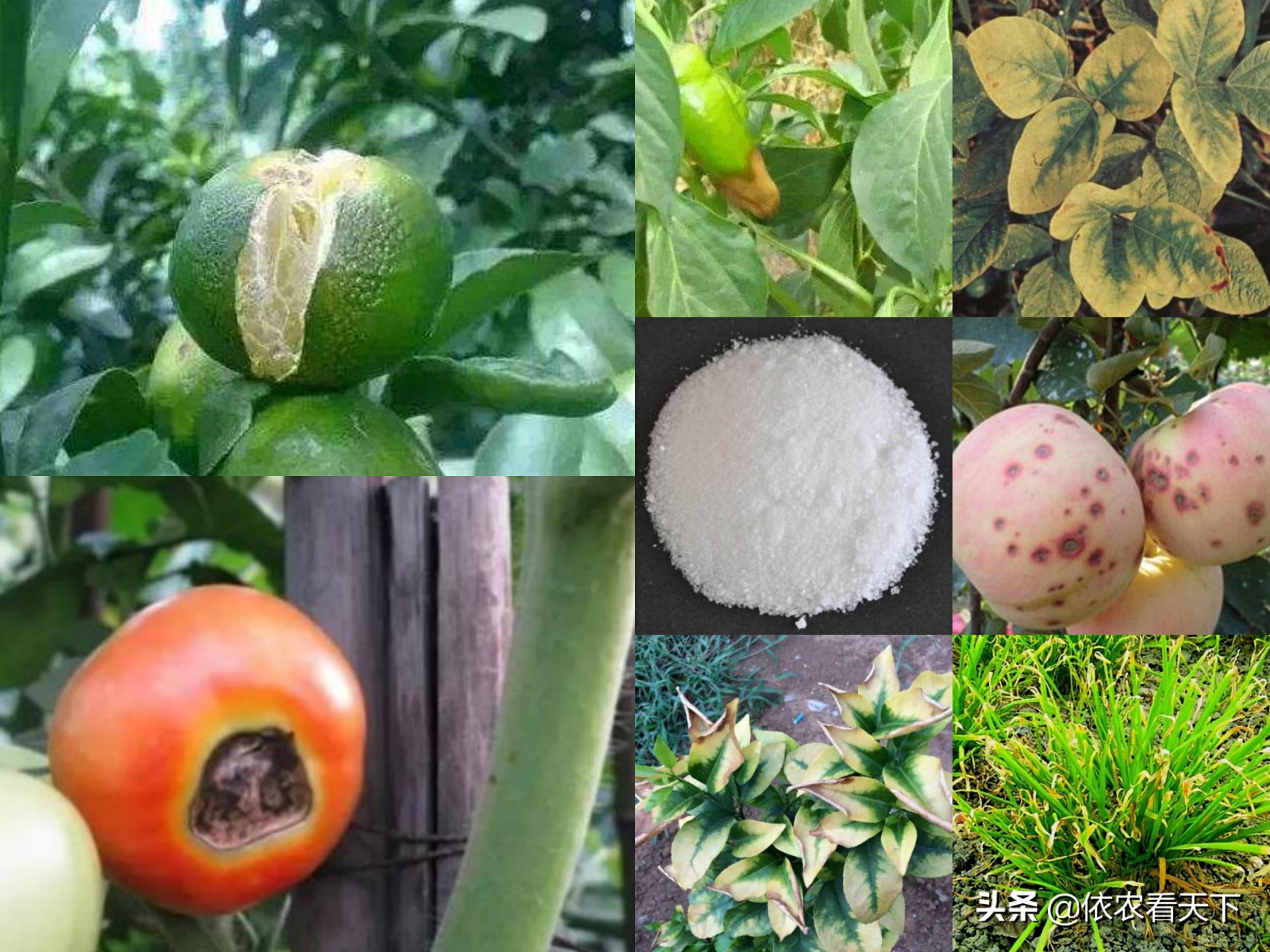 作物补充钙肥的最佳时期,蔬菜缺钙都能用哪种钙肥