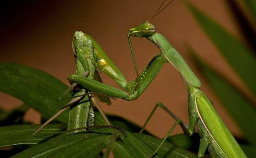螳螂繁殖为什么要吃掉自己的丈夫,螳螂繁殖要吃掉配偶