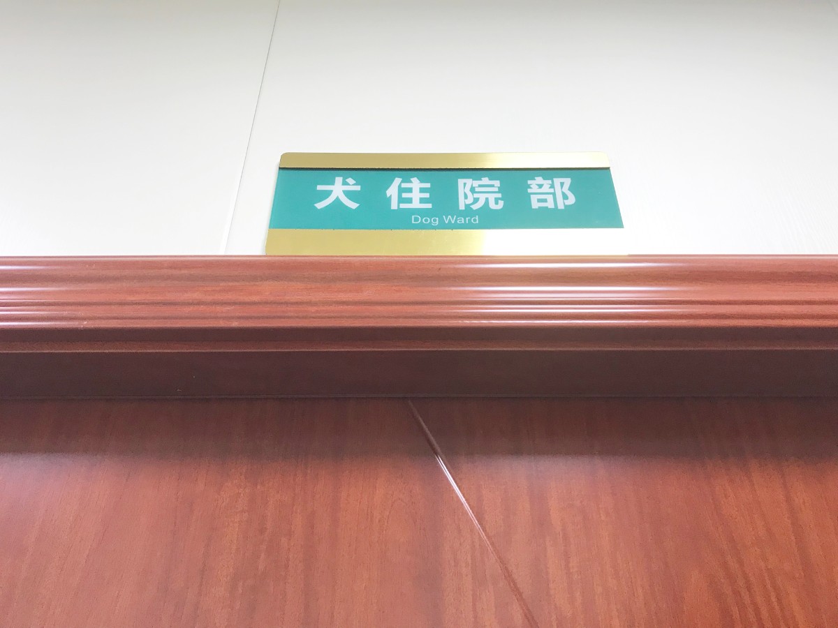 当了铲屎官才知道狗屎有多香,做了4年的铲屎官