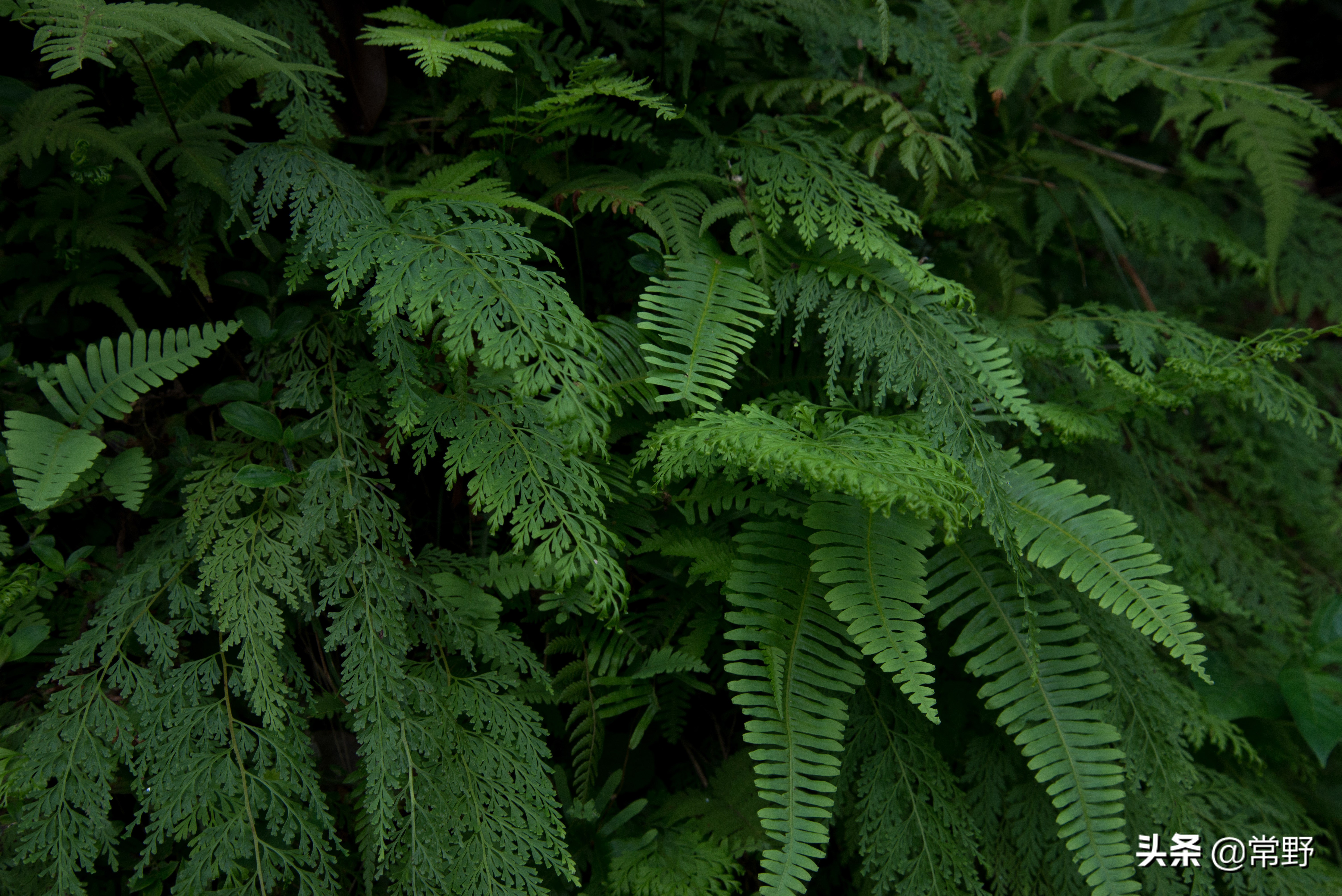 长沙谷山为什么叫谷山,长沙郊野公园