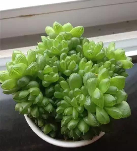 推荐轻松玩转100种常见多肉植物,700种多肉植物图鉴pdf百度云