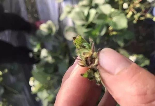 草莓叶子发黄边缘干枯补救方法,草莓心叶子萎蔫怎么办