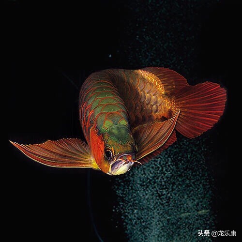 龙鱼养鱼知识大全,龙鱼拒食的解决方法