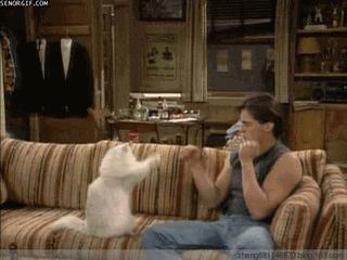 养猫怎么喂养小猫,新手养猫准备接猫咪需要买什么