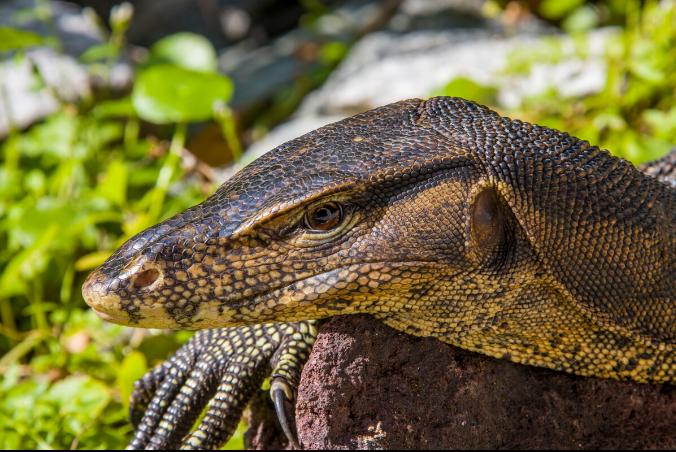 五爪金龙巨蜥现身云南,国宝级圆鼻巨蜥现身云南龙陵