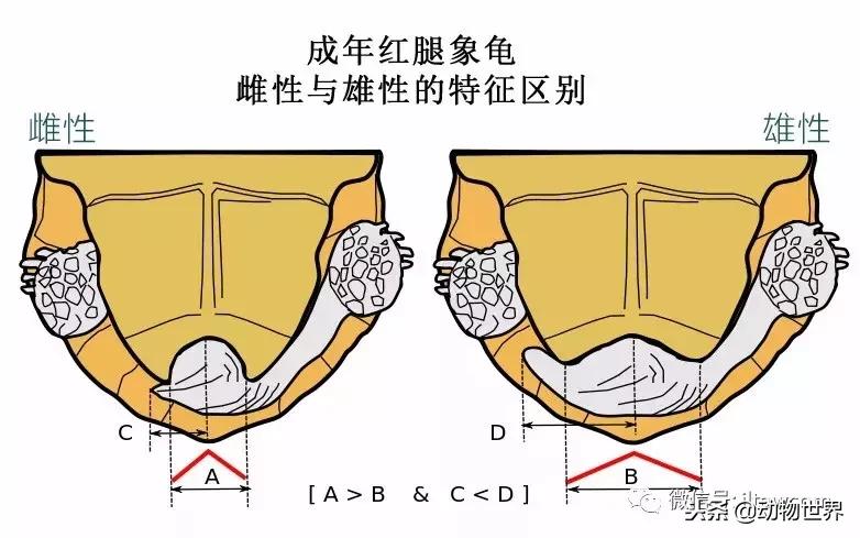 红腿象龟新手入门教程,黄腿象龟