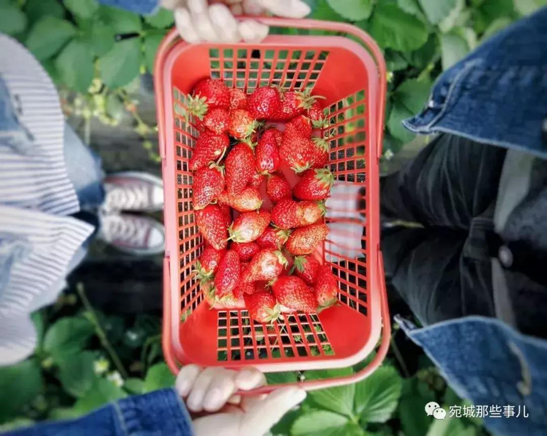 南阳老徐,河南南阳老徐最新视频