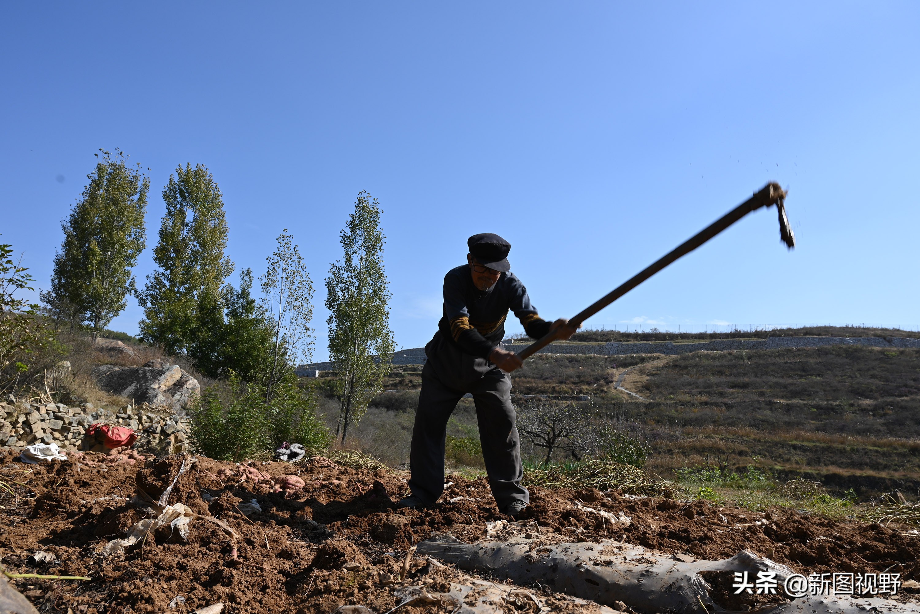70岁老人养100条流浪狗,80岁老人独居深山养了两只鸟作伴