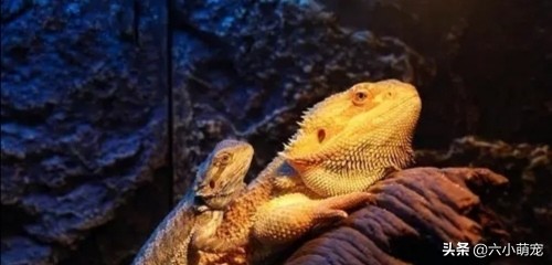 怎么样养好鬃狮蜥苗子,鬃狮蜥是一只养好还是一对养好