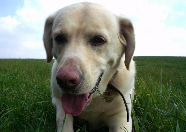 拉布拉多犬的优缺点及危害,拉布拉多犬五大缺点