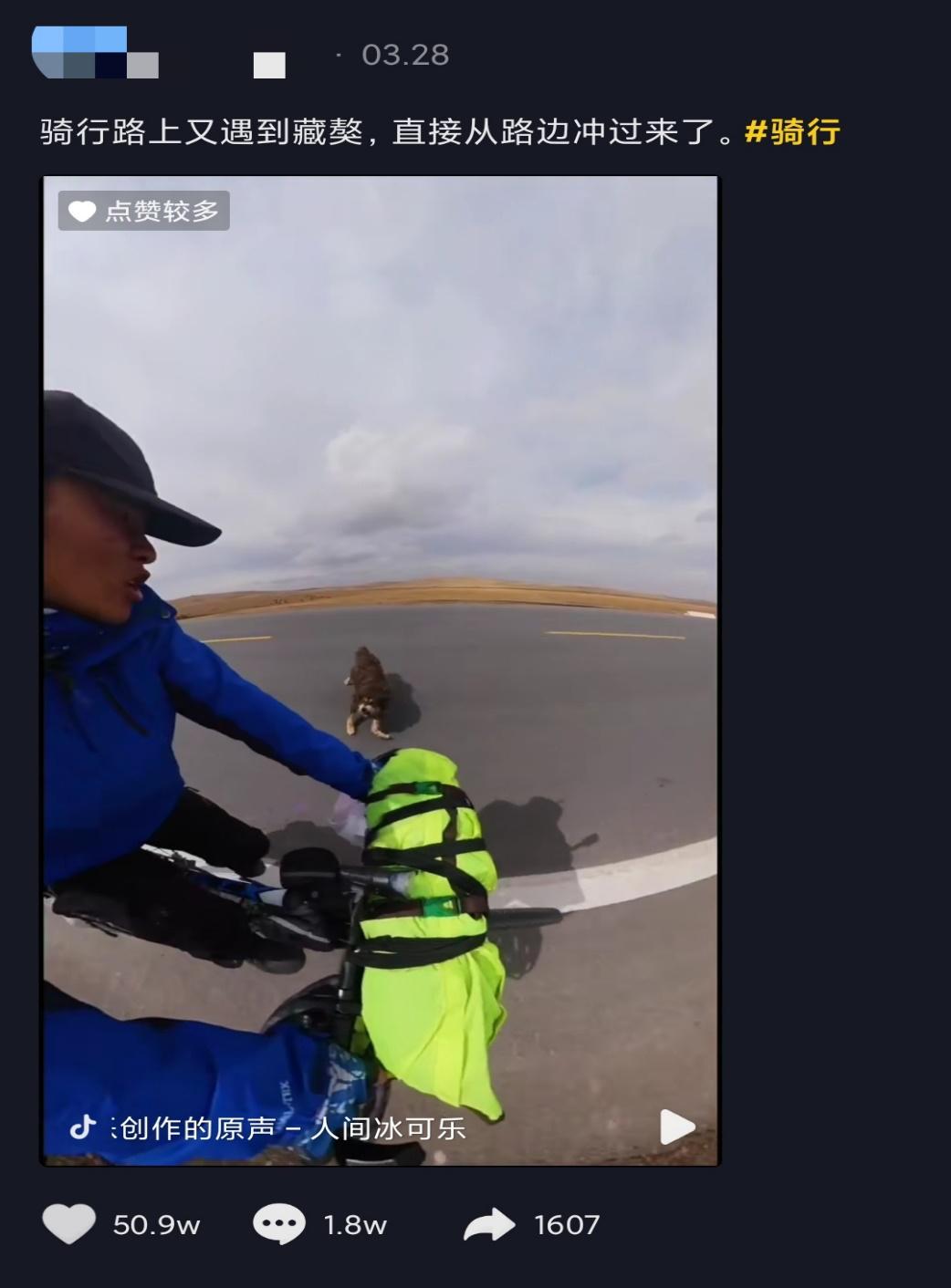 藏獒变流浪狗,藏獒从一条换北京两套房