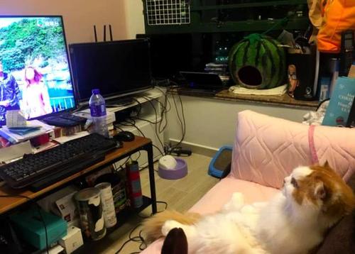 跟人类生活久了的猫,有些猫就真的不把自己当回事