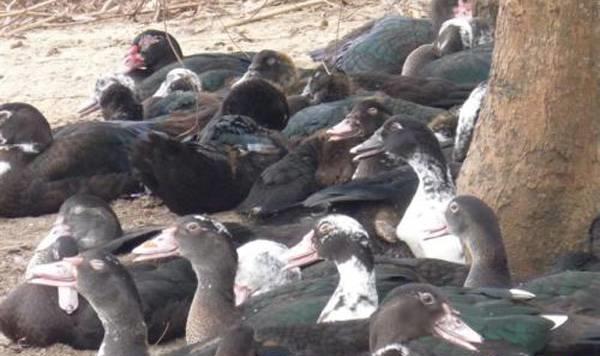 洋鸭养殖技术,不会养植物的口诀