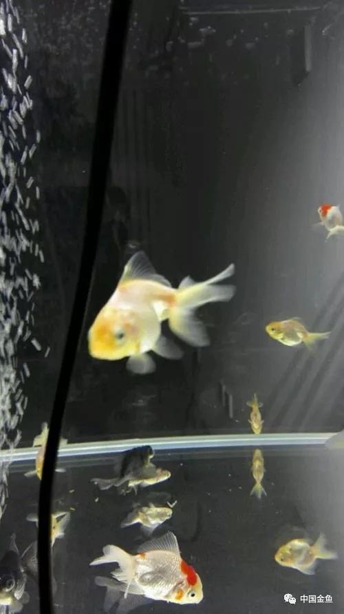 我向媳妇保证，最后一个缸