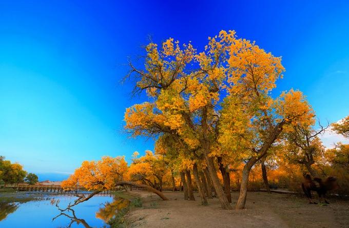 感受额济纳旗胡杨林的气息和美景,感受大漠深处最美秋色