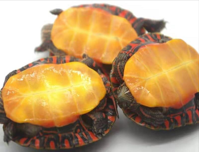 西非龟和沼泽龟哪个好养好看,黄耳龟跟黄头侧颈龟哪个好养