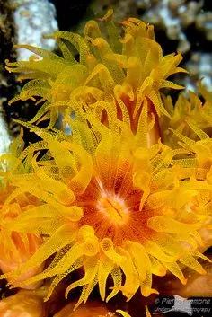 神秘的顶级海底照片难得一见,罕见海底美人照片