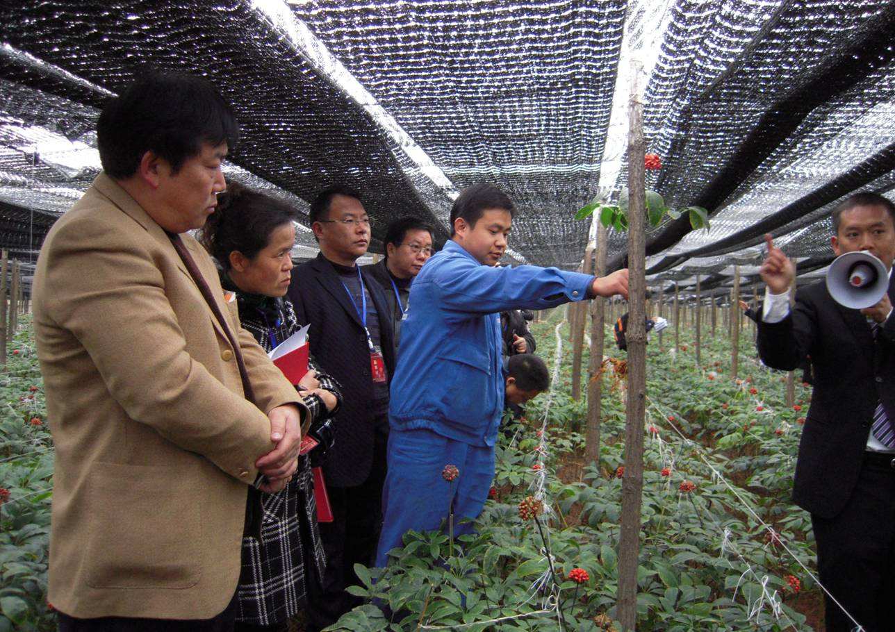 三七和金不换有什么区别,三七生长全过程原来是这样的