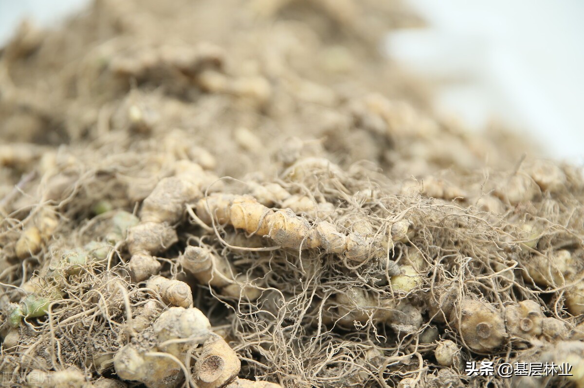林下种植黄精需要注意什么,油茶林下种植黄精视频