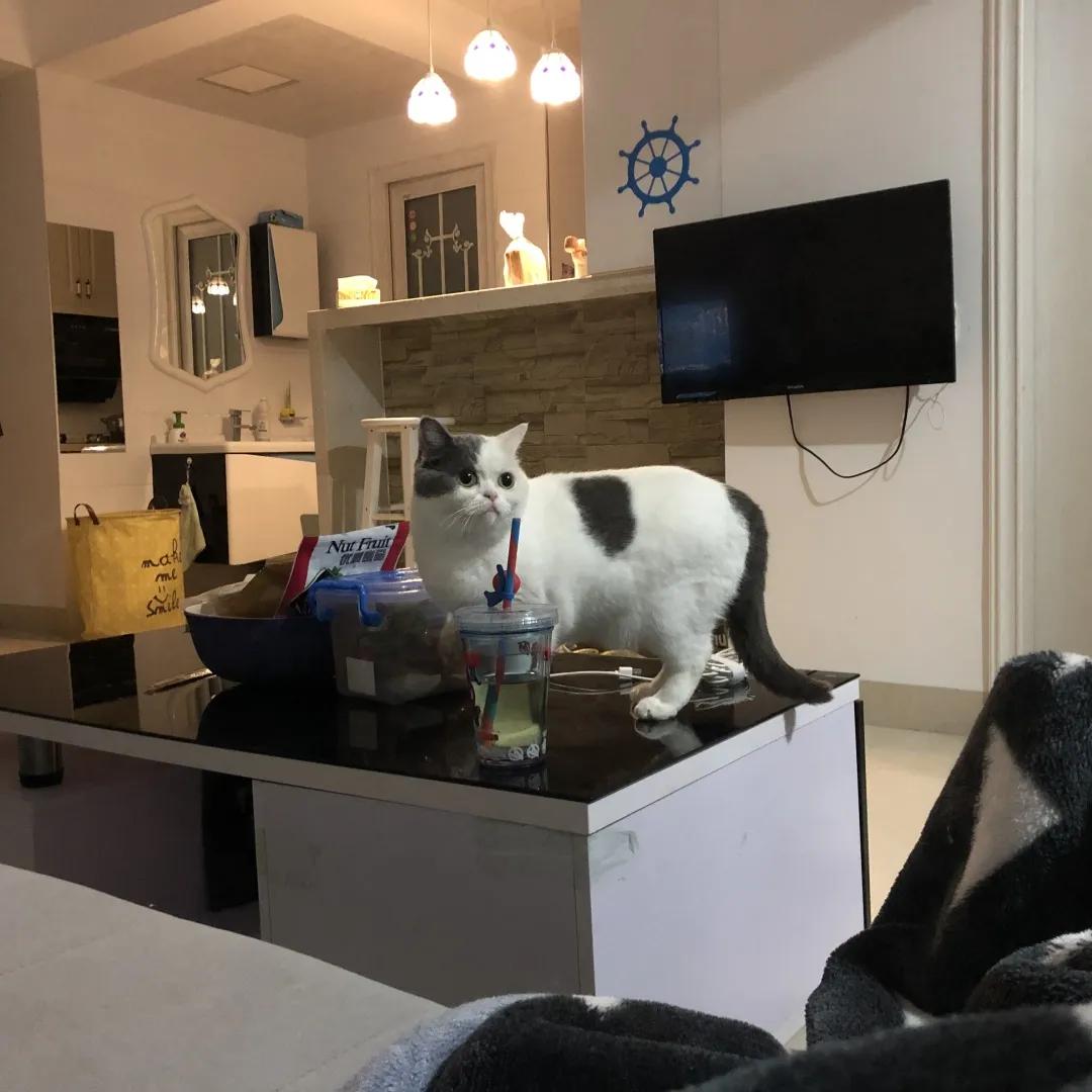 和宠物交流说什么,宠物谈恋爱怎么回事