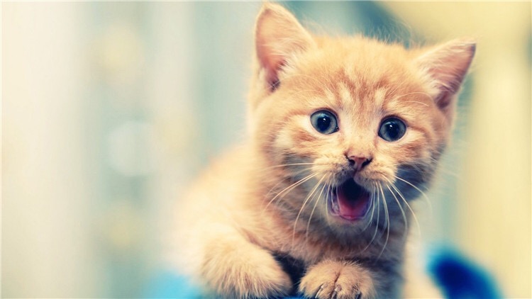 猫咪不吃东西怎么办最有效,猫咪不吃东西越来越瘦怎么办