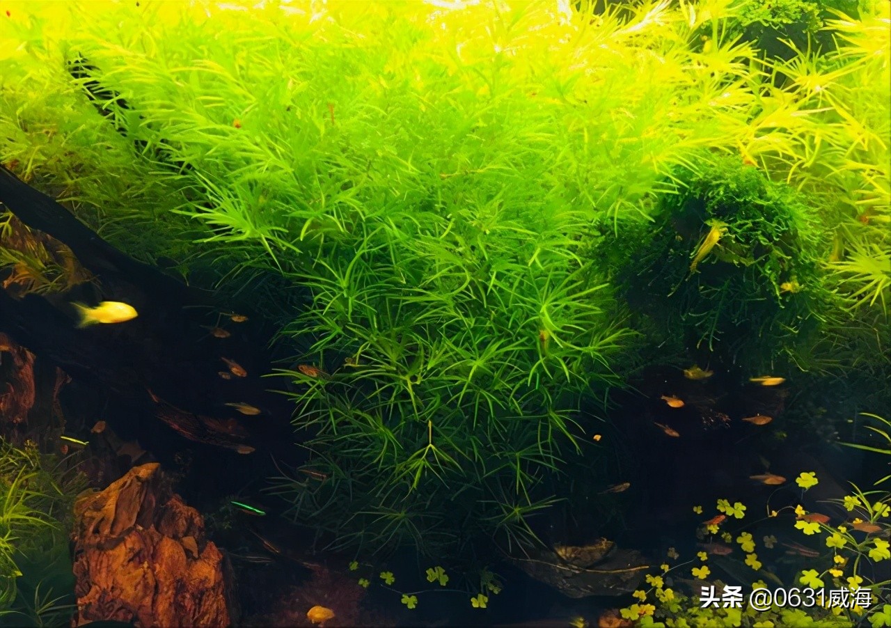 新手入水草缸一定要（先简后难）（先小后大）（守住心，留住魂）