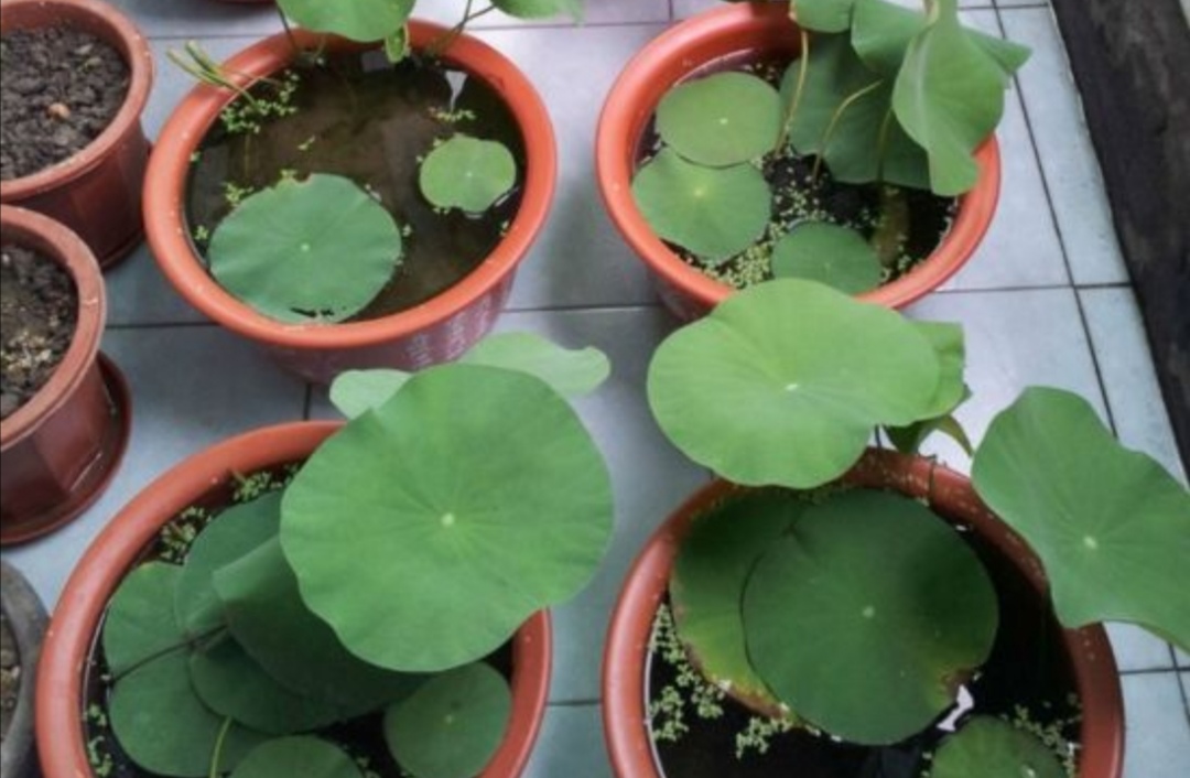 怎样养好碗莲,如何养好碗莲书籍