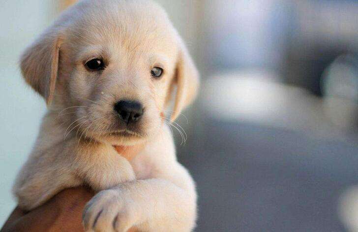 狗发病症状及治疗方法,狗的正确治疗方法