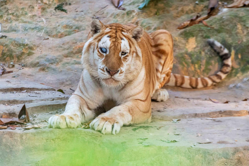 玩转广州长隆野生动物世界之行,广州长隆动物世界游玩攻略图