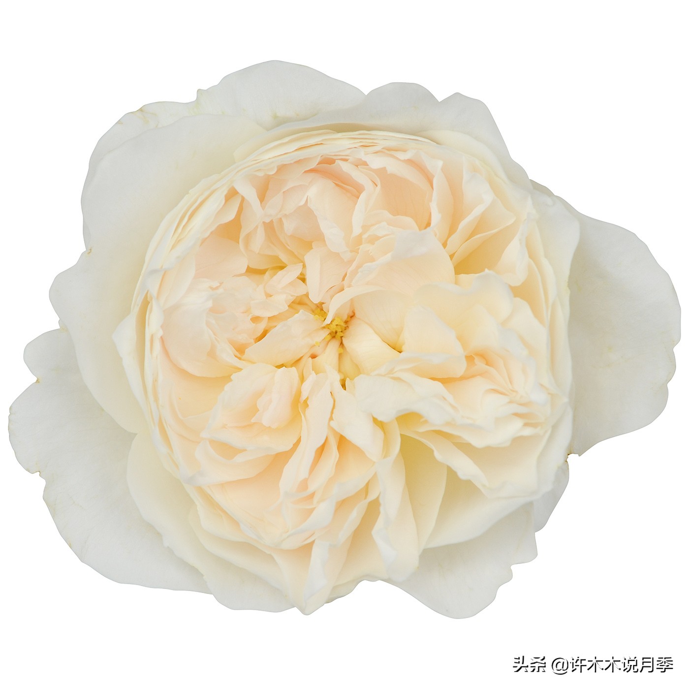 月季品种大全大图欣赏,美到窒息的月季品种图片