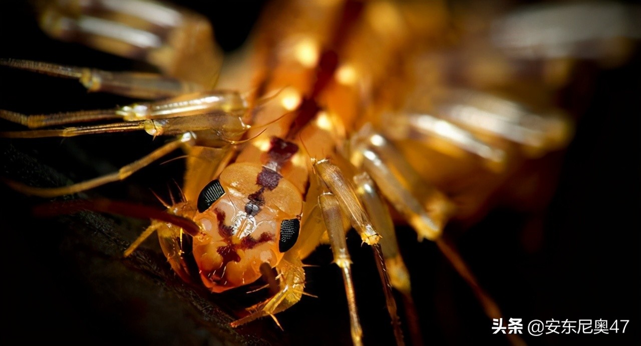 科学家研究巨形蜈蚣,首次发现巨型蜈蚣