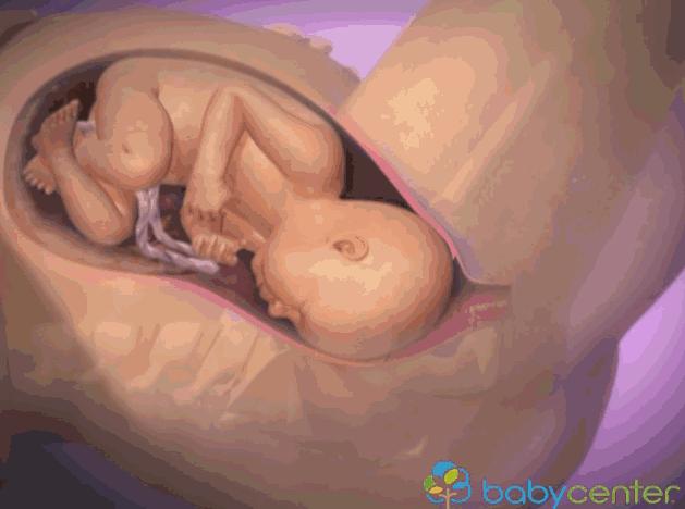 胎儿离开母体可以存活多久,胎儿脱离的瞬间