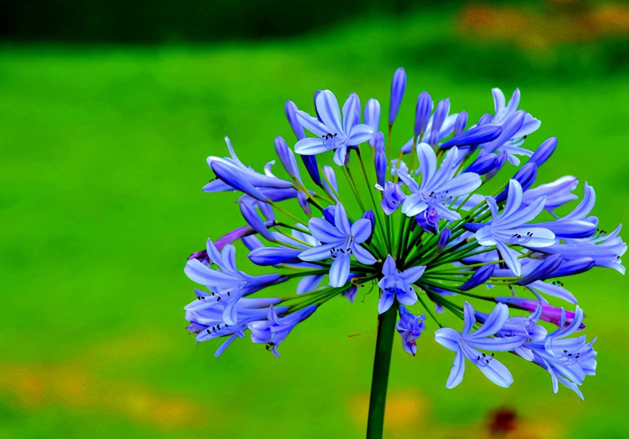 十种蓝色花,常见的六种蓝色花