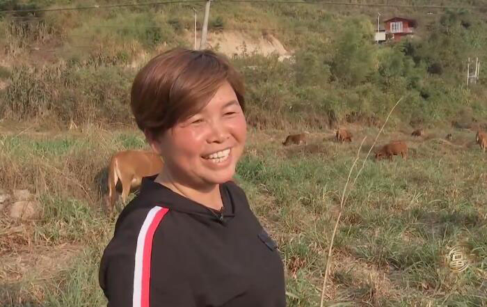 彭美竹评十佳农民,湖南临武县彭美竹养牛老板