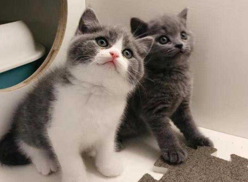 这几类猫会带来好运,对主人忠诚的五种猫