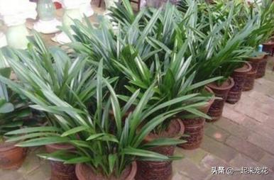 透明壳可以用来养花吗,花生壳当肥料养花可以么