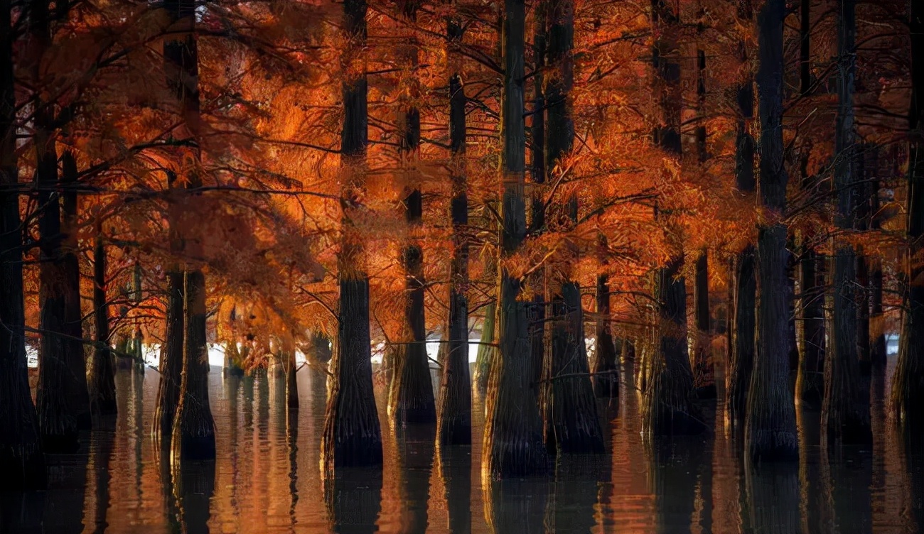 1011月错过它们,等于错过整个秋天!人少清净,随手一拍都是大片