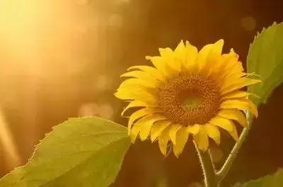 摄影艺术100种花的花语太全了,100种花卉和花语