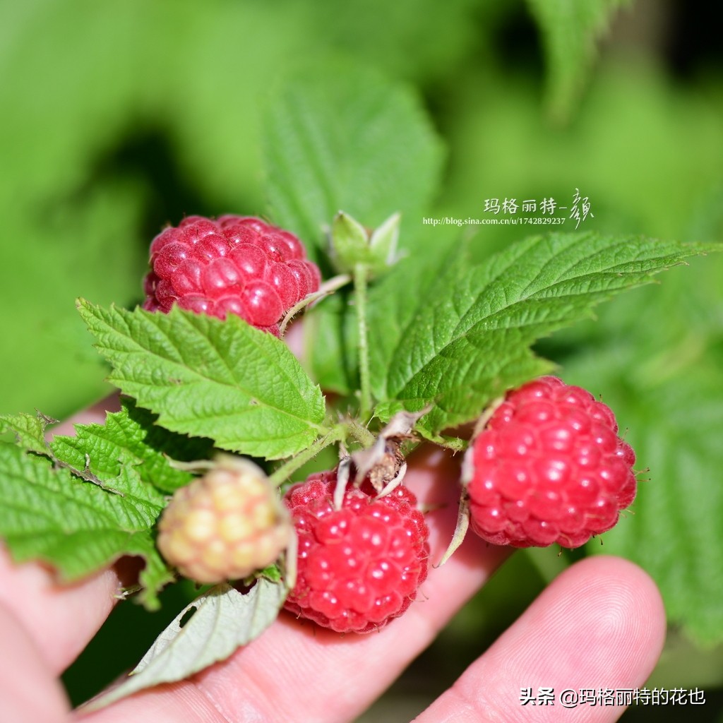 花园里种树莓吗,树莓在庭院里如何种植