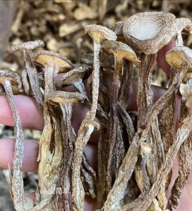 清热润肺鹿茸菇大骨汤,夏天鹿茸菇骨头汤