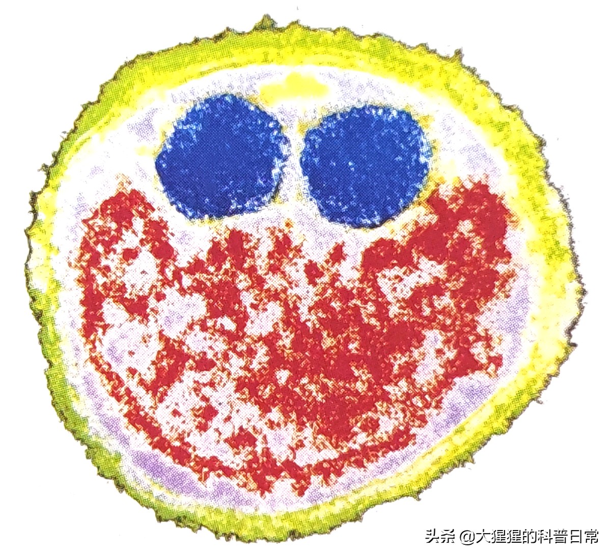 微生物原核生物,微生物照片原核生物