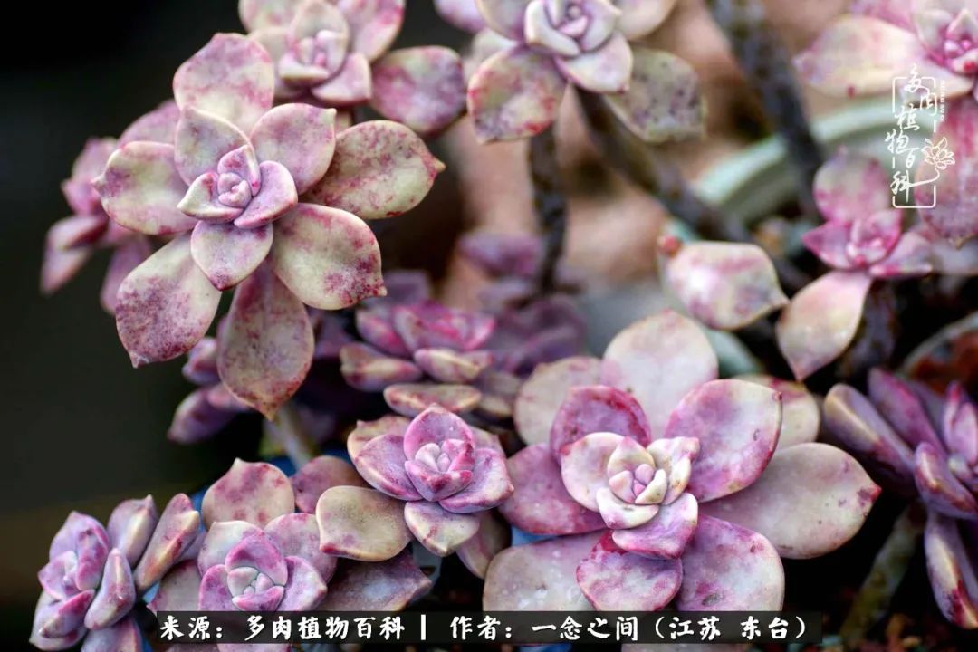 一见多肉误终生,一见多肉误终生从此钱包成路人