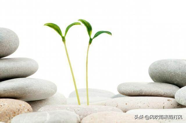 成长记第21期,成长记最新