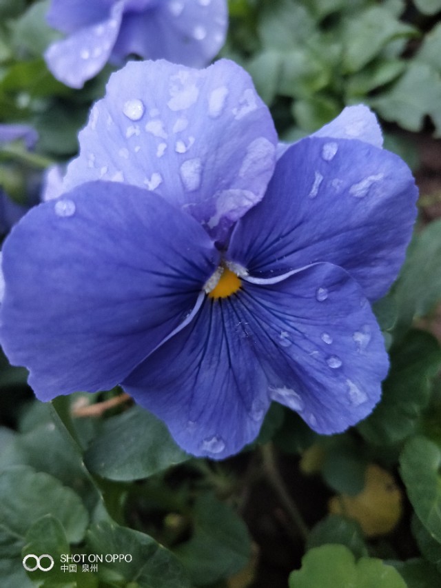 花开的时候最珍贵完整版,花开的时候你就来看我