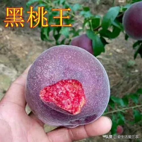 优质农产品黑桃,中华黑桃王的优缺点