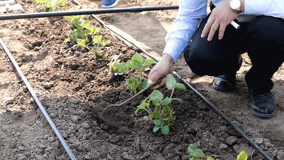 草莓苗弱苗怎样变壮苗,草莓苗怎么促壮