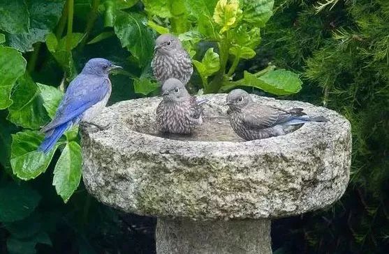 园子里的昆虫有多少,花园里的小动物哪些是昆虫