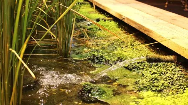 办公室里也能开挖掘机,办公室可以种葡萄