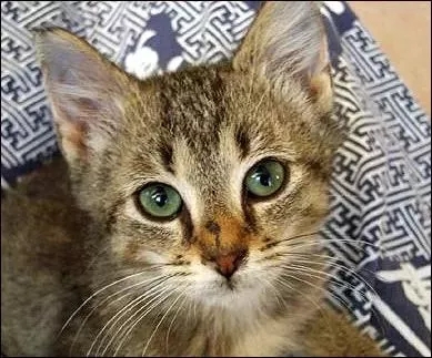 流浪猫猫癣是什么样的,金渐层猫得猫癣什么样